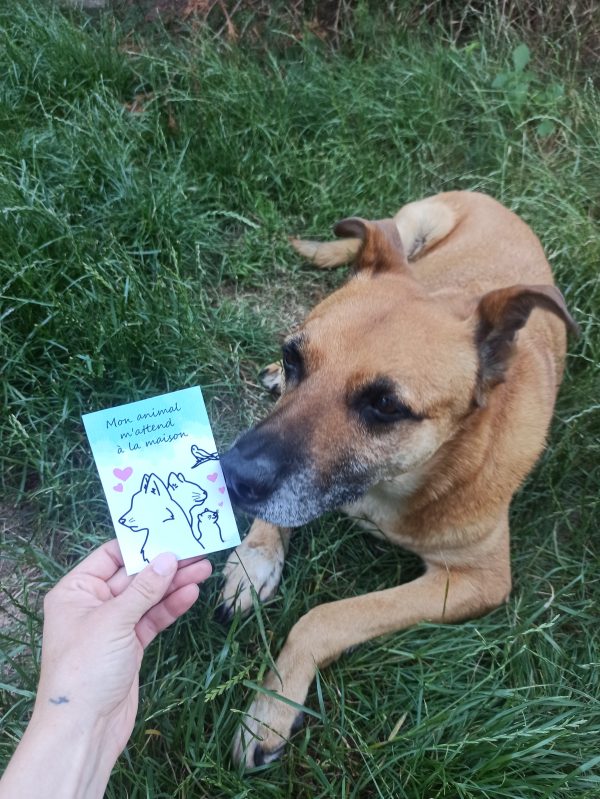 Carte animal seul chez moi
