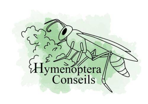 Hymenoptera Conseils